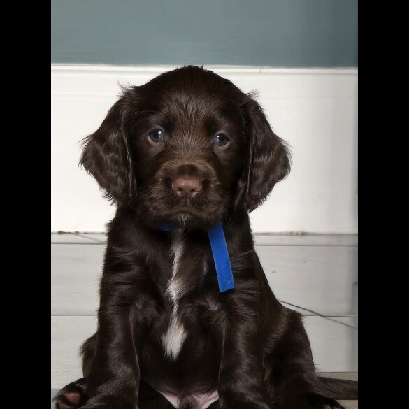 Cocker Spaniel (Working &amp; Show) - Both