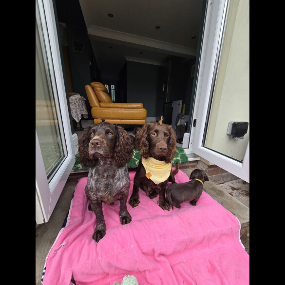 Cocker Spaniel (Working &amp; Show) - Both