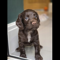 Cocker Spaniel (Working &amp; Show) - Both