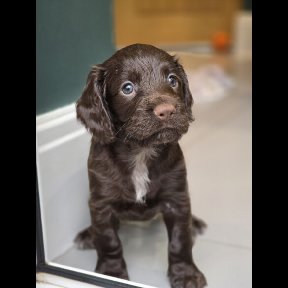 Cocker Spaniel (Working &amp; Show) - Both
