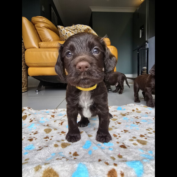 Cocker Spaniel (Working &amp; Show) - Both