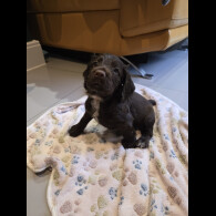 Cocker Spaniel (Working &amp; Show) - Both