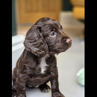 Cocker Spaniel (Working &amp; Show) - Both