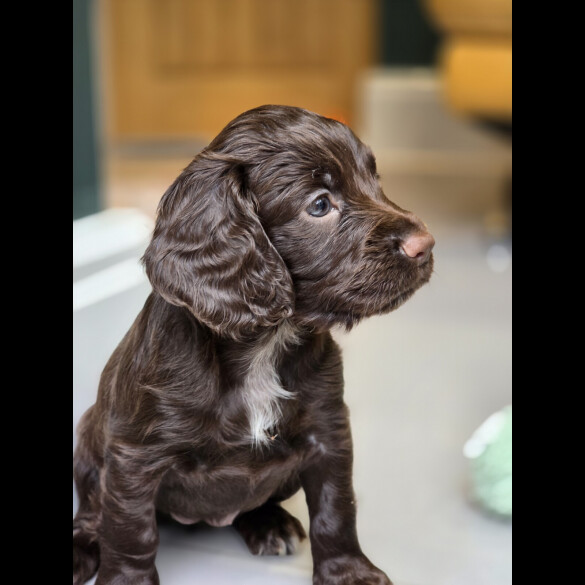 Cocker Spaniel (Working &amp; Show) - Both