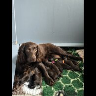 Cocker Spaniel (Working &amp; Show) - Both