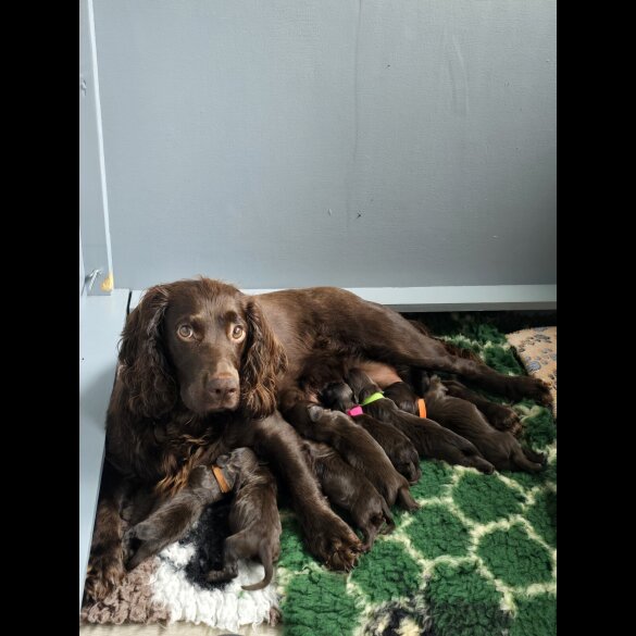 Cocker Spaniel (Working &amp; Show) - Both