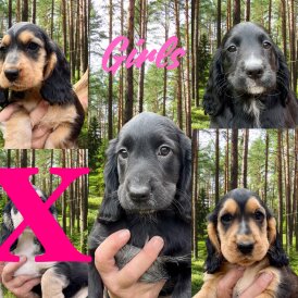 Cocker Spaniel (Working &amp; Show) - Both