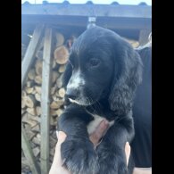 Cocker Spaniel (Working &amp; Show) - Both