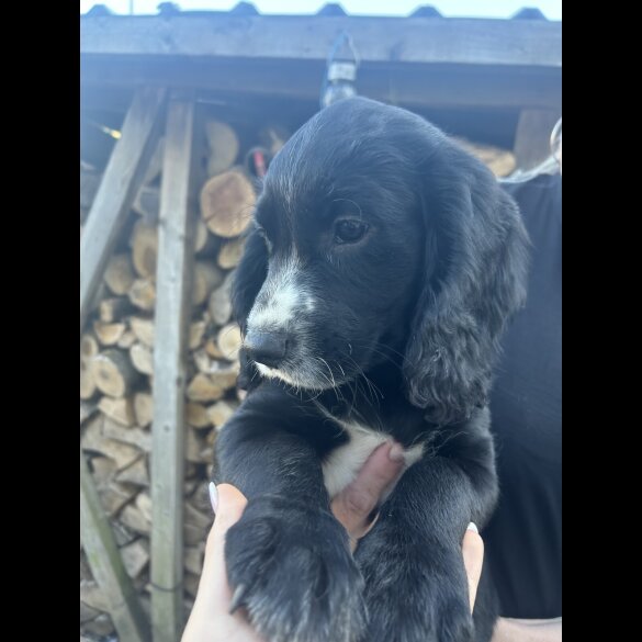 Cocker Spaniel (Working &amp; Show) - Both