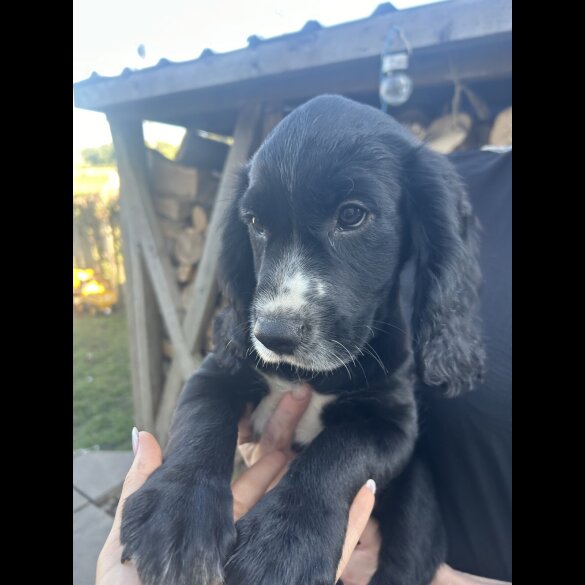 Cocker Spaniel (Working &amp; Show) - Both