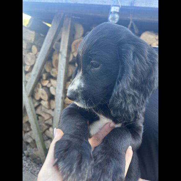 Cocker Spaniel (Working &amp; Show) - Both