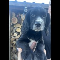 Cocker Spaniel (Working &amp; Show) - Both
