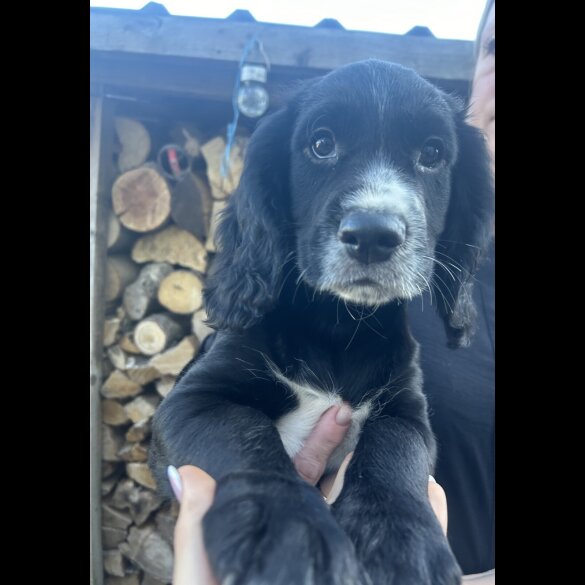 Cocker Spaniel (Working &amp; Show) - Both