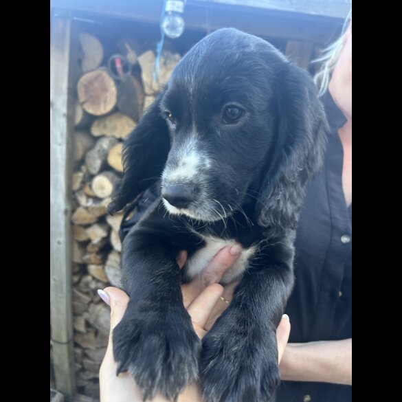 Cocker Spaniel (Working &amp; Show) - Both
