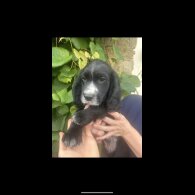 Cocker Spaniel (Working &amp; Show) - Both