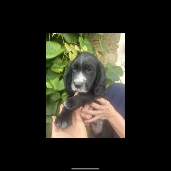 Cocker Spaniel (Working &amp; Show) - Both