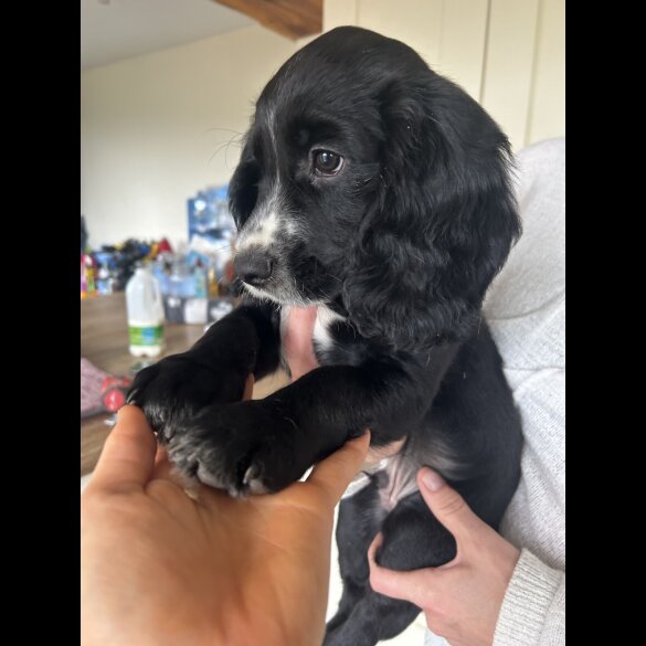 Cocker Spaniel (Working &amp; Show) - Both
