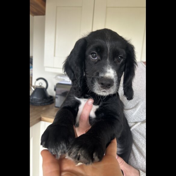 Cocker Spaniel (Working &amp; Show) - Both