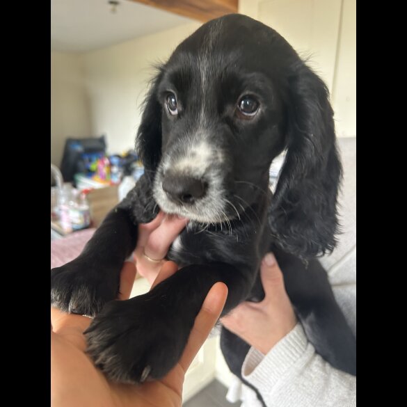 Cocker Spaniel (Working &amp; Show) - Both