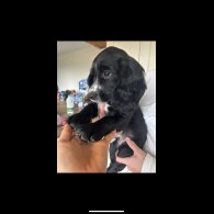 Cocker Spaniel (Working &amp; Show) - Both