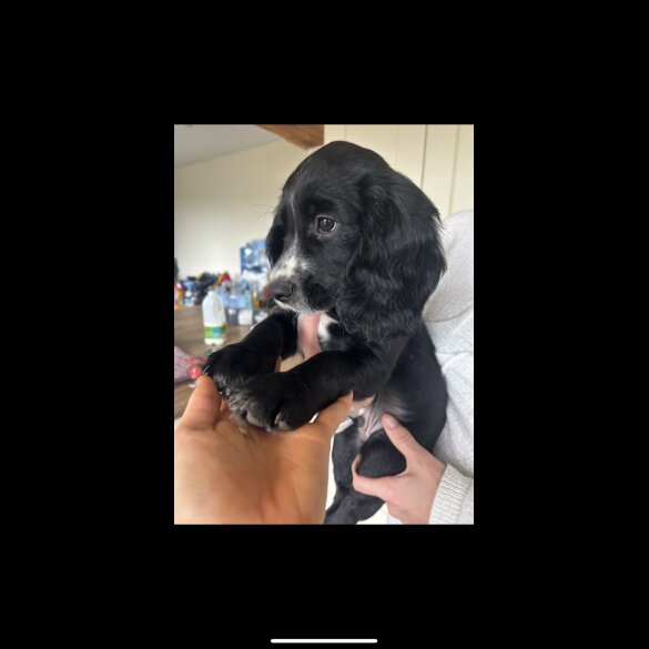 Cocker Spaniel (Working &amp; Show) - Both