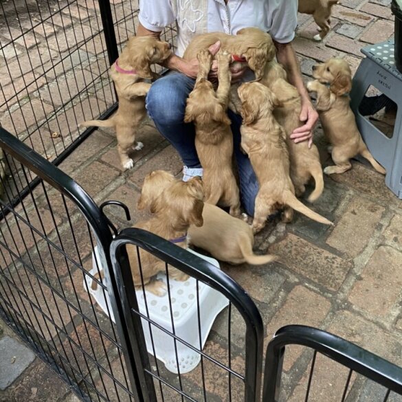 Cocker Spaniel (Working &amp; Show) - Both
