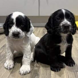 Cocker Spaniel (Working &amp; Show) - Both
