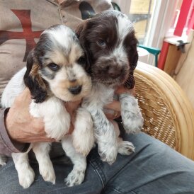 Cocker Spaniel (Working &amp; Show) - Both