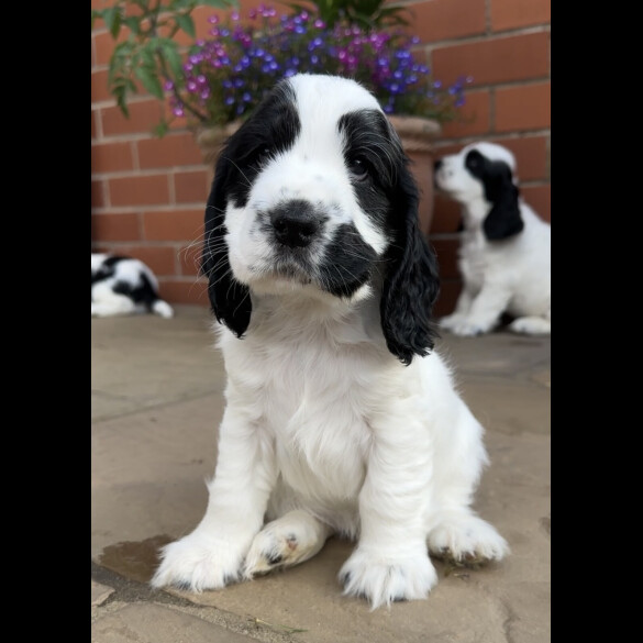 Cocker Spaniel (Working &amp; Show) - Both