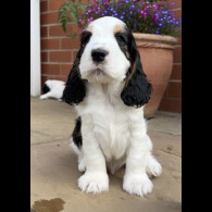 Cocker Spaniel (Working &amp; Show) - Both