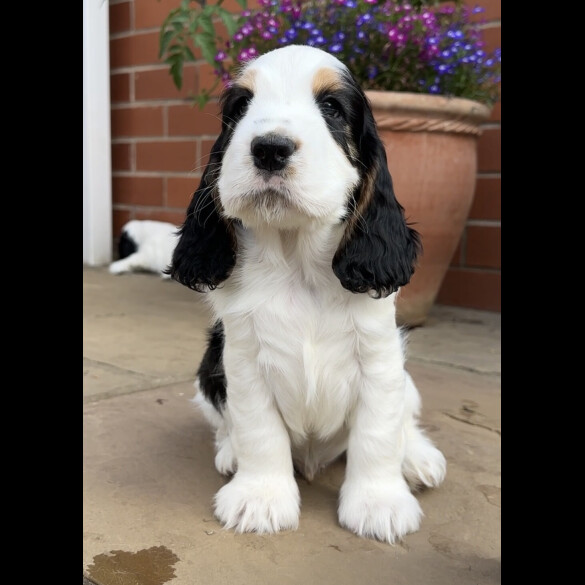 Cocker Spaniel (Working &amp; Show) - Both