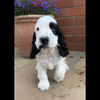 Cocker Spaniel (Working &amp; Show) - Both