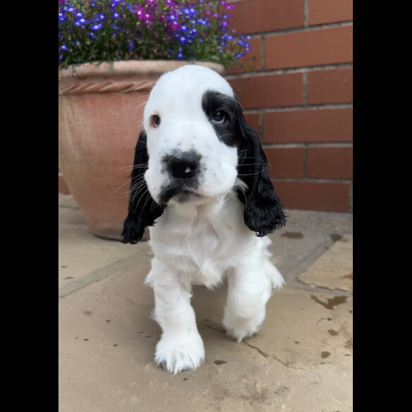 Cocker Spaniel (Working &amp; Show) - Both