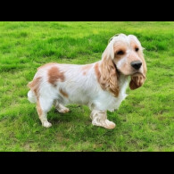 Cocker Spaniel (Working &amp; Show) - Both