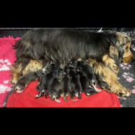 Cocker Spaniel (Working &amp; Show) - Both