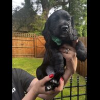 Cocker Spaniel (Working &amp; Show) - Both