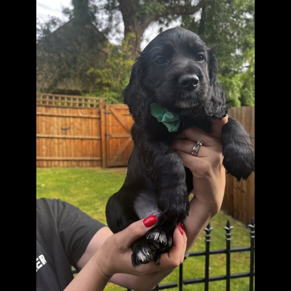 Cocker Spaniel (Working &amp; Show) - Both