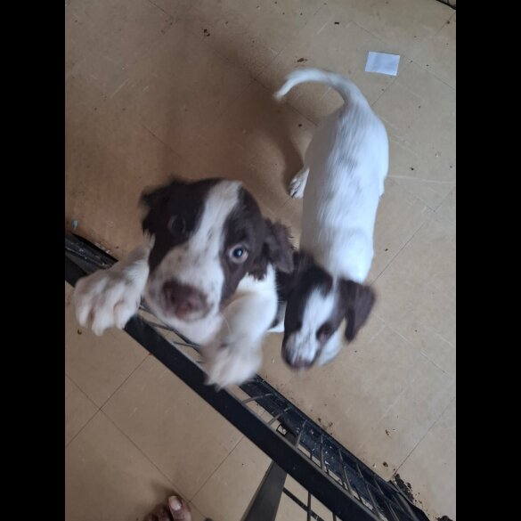 Cocker Spaniel (Working &amp; Show) - Both