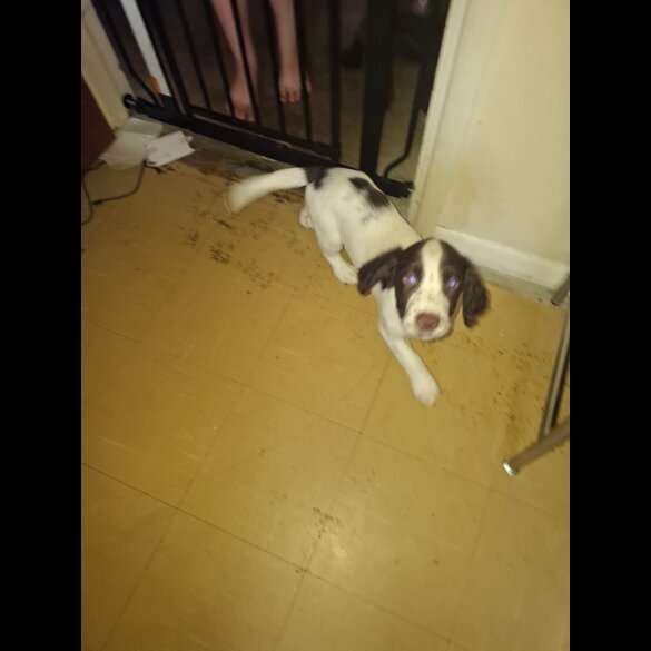 Cocker Spaniel (Working &amp; Show) - Both