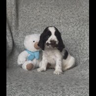 Cocker Spaniel (Working &amp; Show) - Both