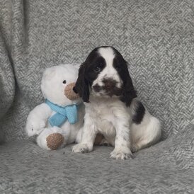Cocker Spaniel (Working &amp; Show) - Both