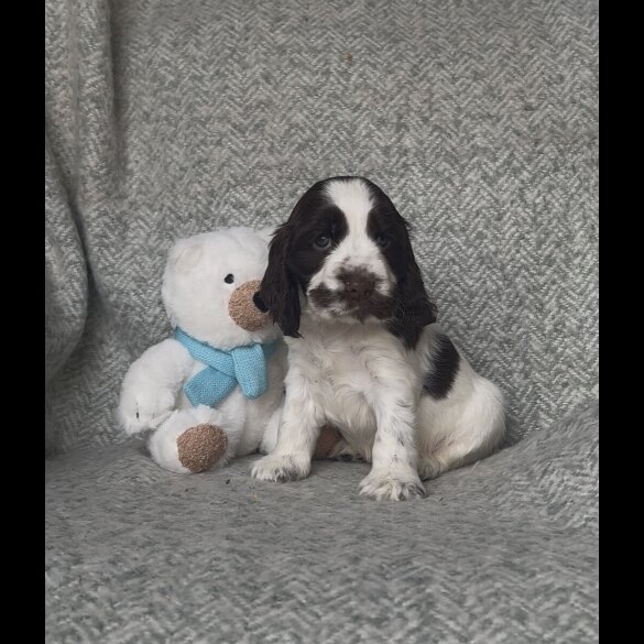 Cocker Spaniel (Working &amp; Show) - Both