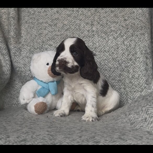 Cocker Spaniel (Working &amp; Show) - Both