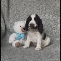Cocker Spaniel (Working &amp; Show) - Both