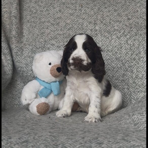 Cocker Spaniel (Working &amp; Show) - Both