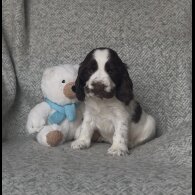 Cocker Spaniel (Working &amp; Show) - Both