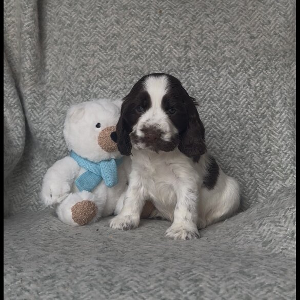 Cocker Spaniel (Working &amp; Show) - Both