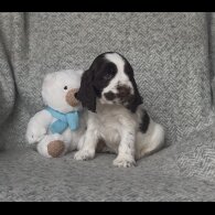 Cocker Spaniel (Working &amp; Show) - Both