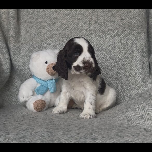 Cocker Spaniel (Working &amp; Show) - Both