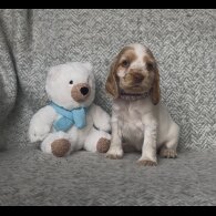 Cocker Spaniel (Working &amp; Show) - Both
